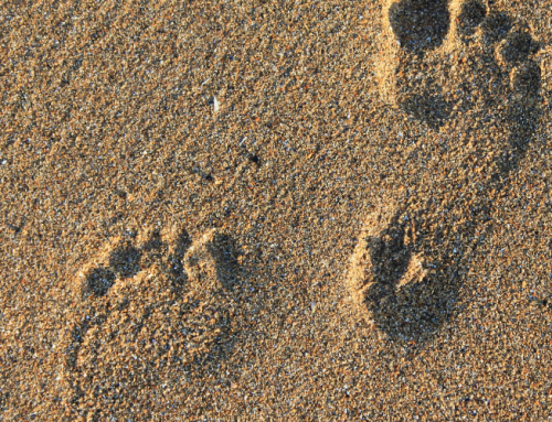 Walking with Families in Complex Situations: AL Meeting